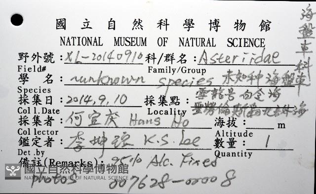 未知種海盤車藏品圖，第12張