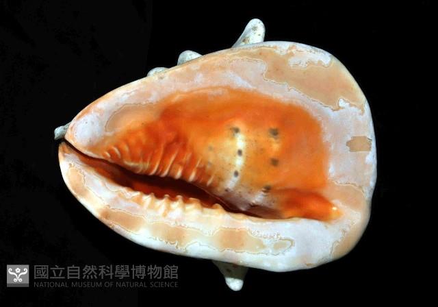 唐冠螺藏品圖，第12張