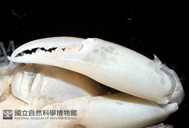 異齒蟳藏品圖，第12張
