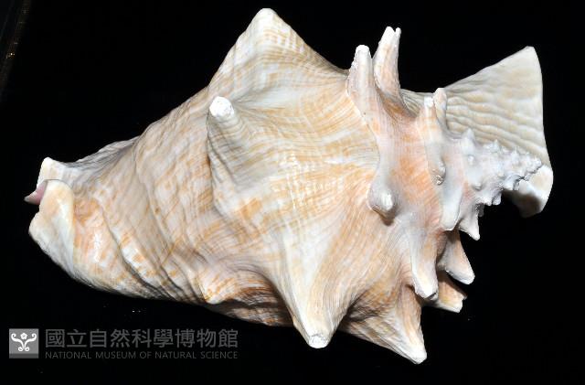 女王鳳凰螺藏品圖，第12張