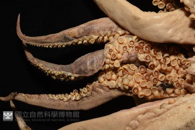 白斑烏賊藏品圖，第12張