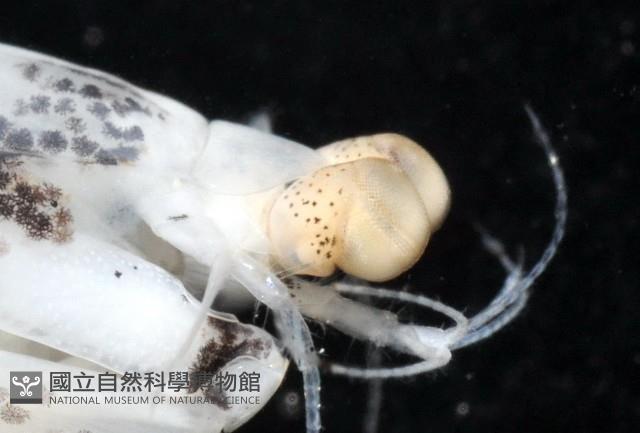 豹斑幼嫩蝦蛄藏品圖，第12張
