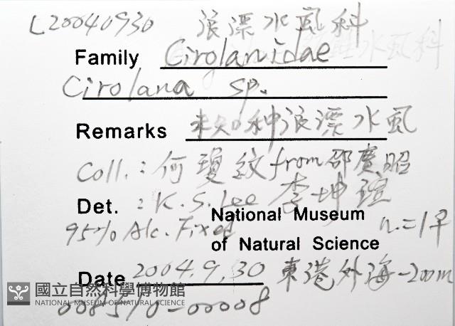 未知種浪漂水虱藏品圖，第12張