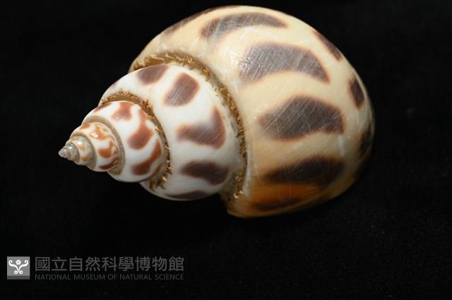 開氏鳳螺藏品圖，第12張