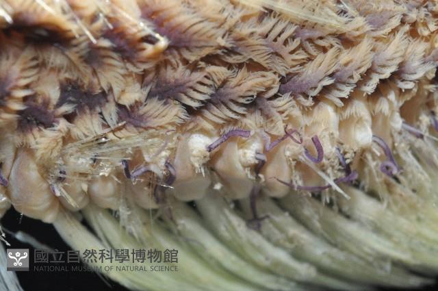 黃海毛蟲藏品圖，第12張
