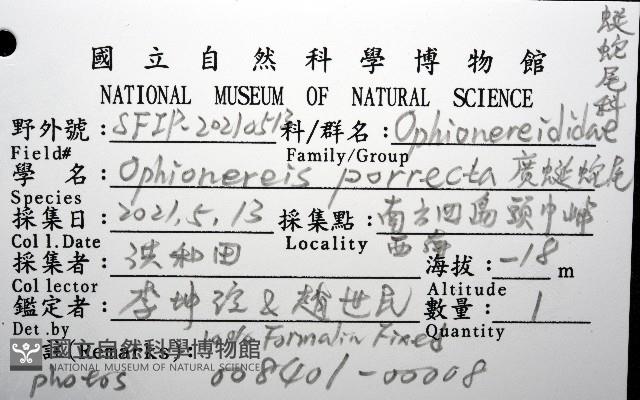 廣蜒蛇尾(韭廣蛇尾)藏品圖，第12張