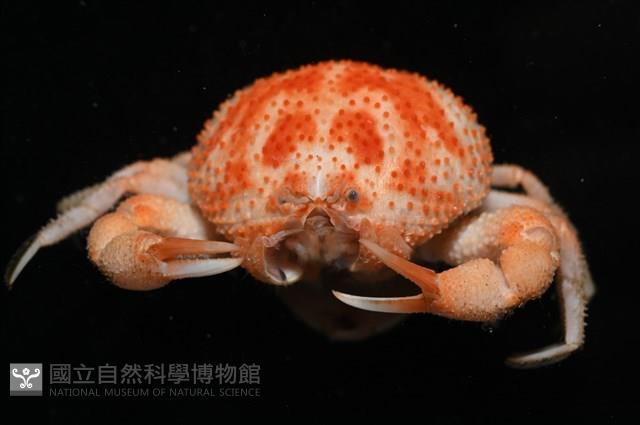 薄片異核果蟹藏品圖，第12張
