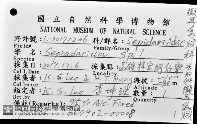 未知種後耳烏賊 1藏品圖，第12張
