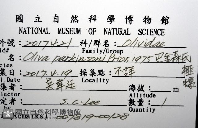 巴金森氏榧螺藏品圖，第12張