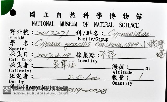 小眼寶螺藏品圖，第12張