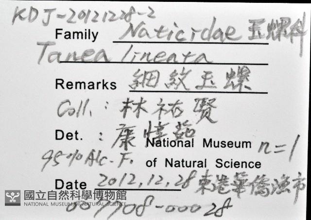 細紋玉螺藏品圖，第12張