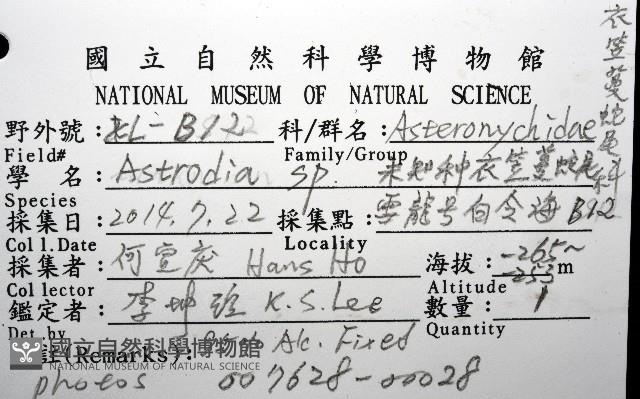 未知種衣笠蔓蛇尾藏品圖，第12張