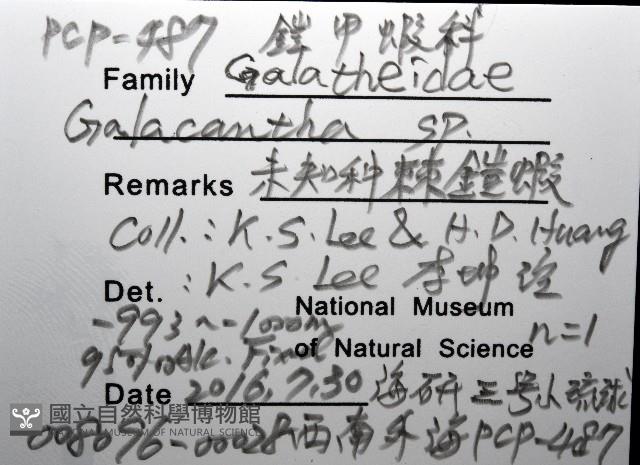 未知種棘鎧蝦藏品圖，第12張