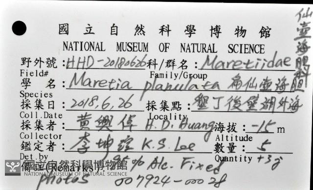 扁仙壺海膽藏品圖，第12張
