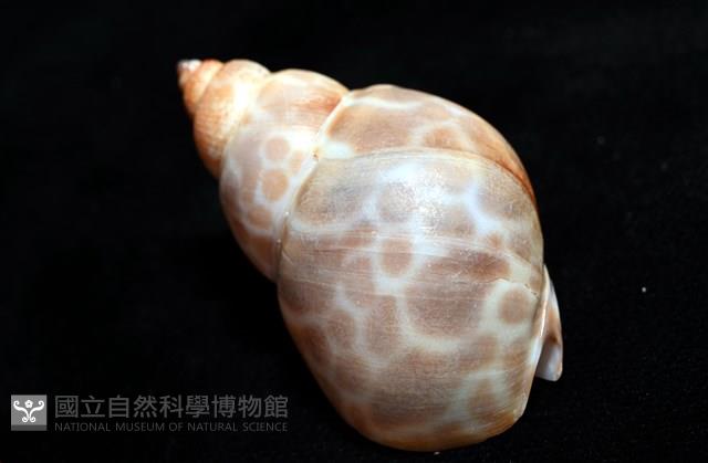 錫蘭鳳螺藏品圖，第12張