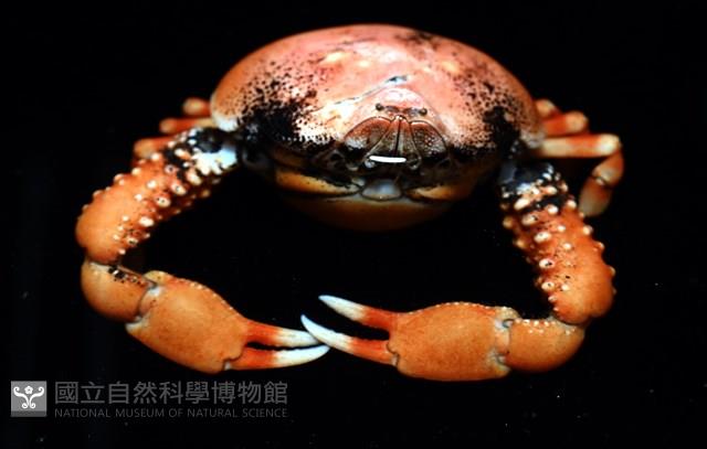 鈍額玉蟹藏品圖，第12張