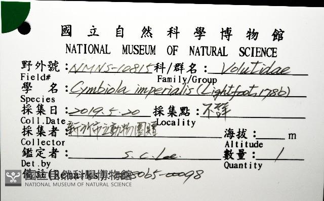 帝王渦螺藏品圖，第12張
