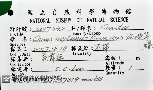 海神芋螺藏品圖，第12張