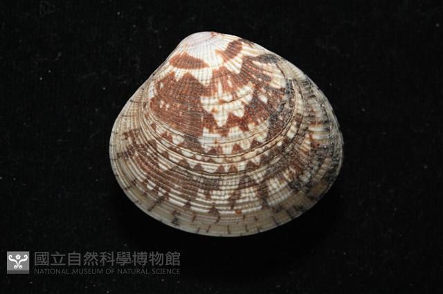 歧紋簾蛤藏品圖，第12張