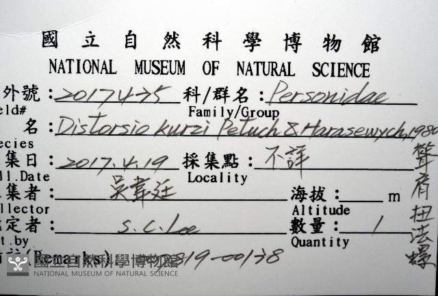 聳肩扭法螺藏品圖，第12張