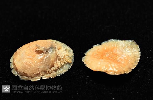 思氏不對稱鰓虱藏品圖，第12張