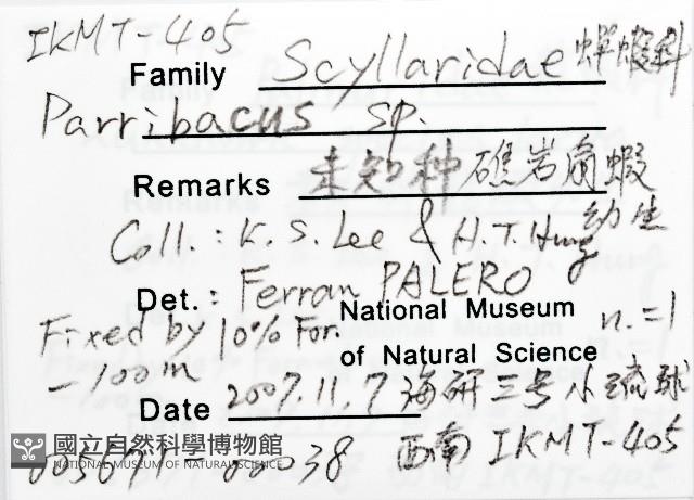 未知種礁岩扇蝦藏品圖，第12張