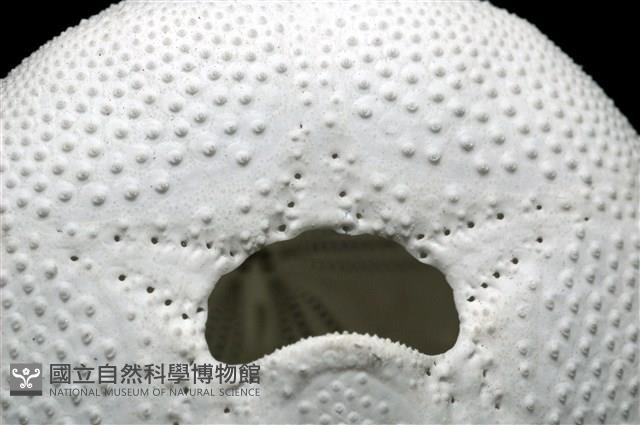 心形海壺藏品圖，第12張