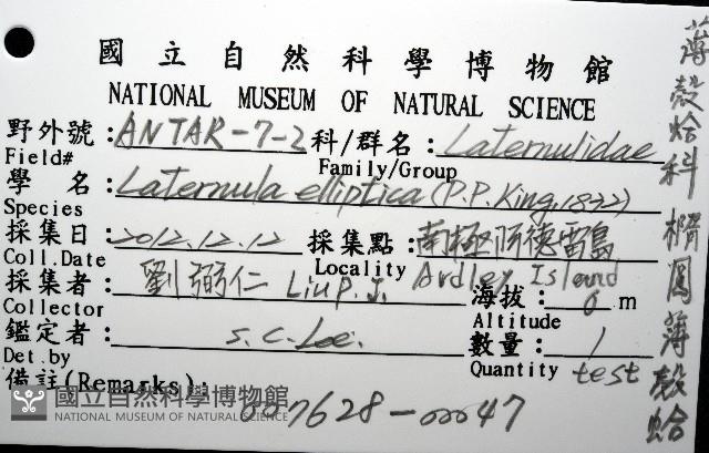 橢圓薄殼蛤藏品圖，第12張