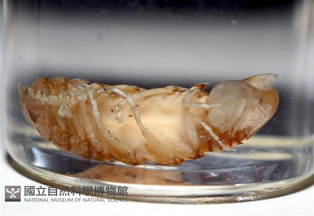 未知種紡錘水虱藏品圖，第12張