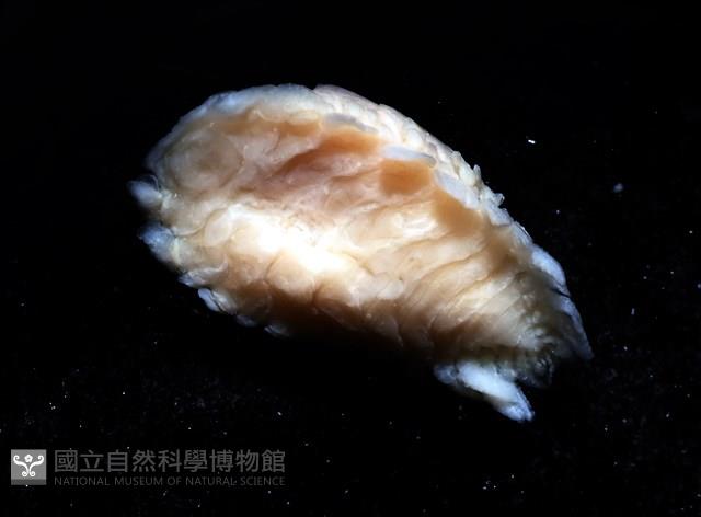 逆背阿波羅鰓虱藏品圖，第12張