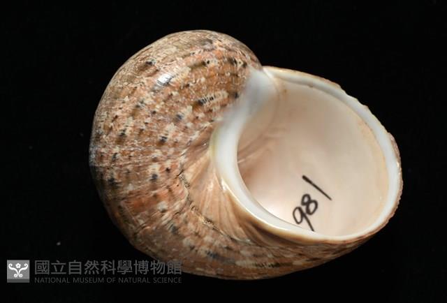 芮氏蠑螺藏品圖，第12張