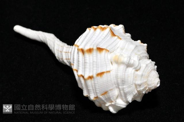 玉女象法螺藏品圖，第12張