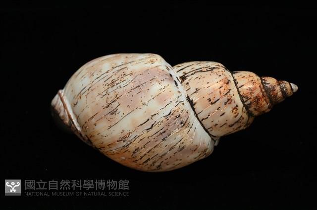 霧花鳳螺(華南鳳螺)藏品圖，第12張