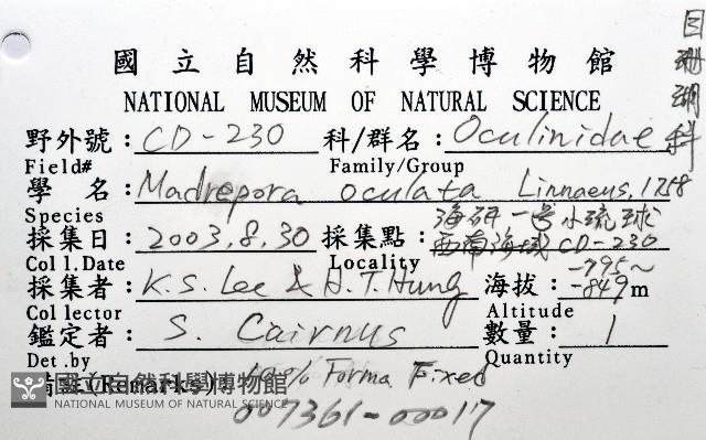 枝狀多目珊瑚藏品圖，第12張