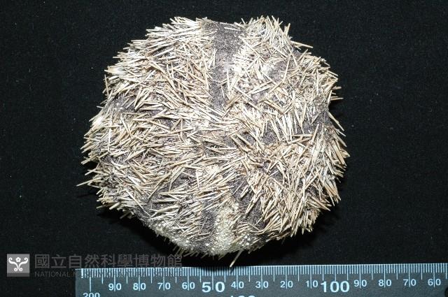 白棘三列海膽藏品圖，第12張