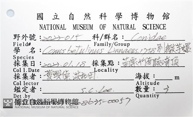 別緻芋螺藏品圖，第12張