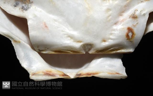 白碟海扇蛤藏品圖，第12張