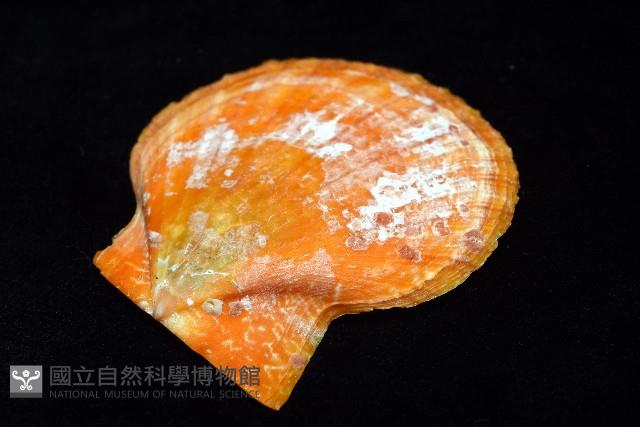 疏鱗海扇蛤藏品圖，第12張