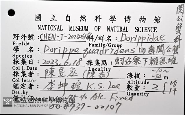 四齒(疣面)關公蟹藏品圖，第12張