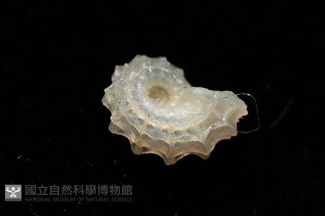 菲律賓花冠螺藏品圖，第12張