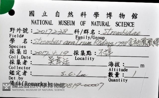 金袖鳳凰螺藏品圖，第12張