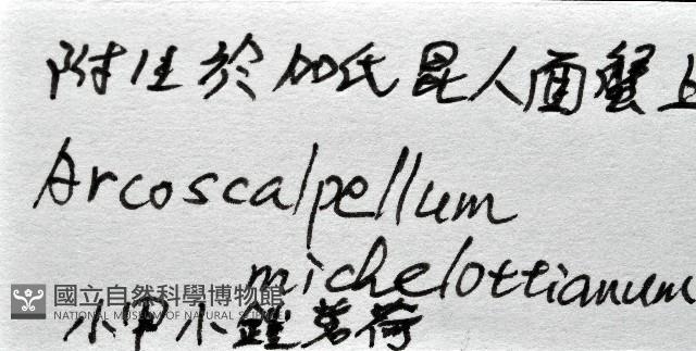 小甲小鎧茗荷藏品圖，第12張