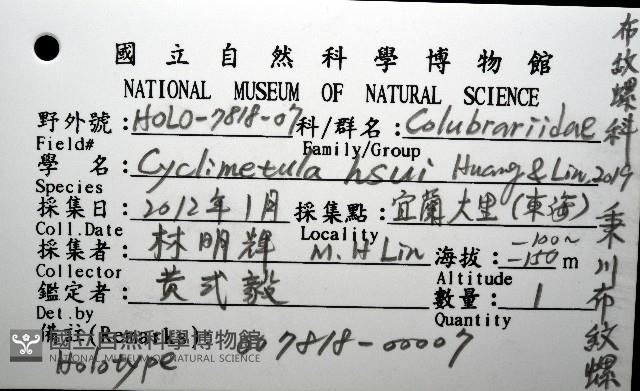 秉川布紋螺藏品圖，第12張