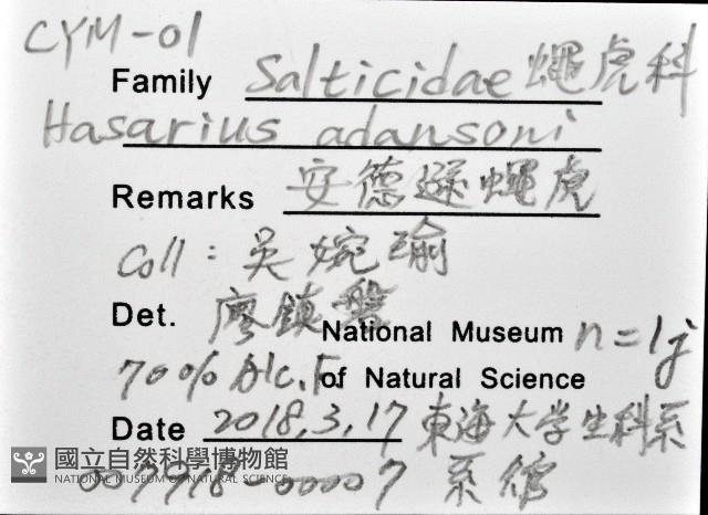 安德遜蠅虎藏品圖，第12張
