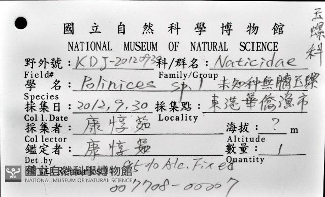 未知種無臍玉螺 1藏品圖，第12張