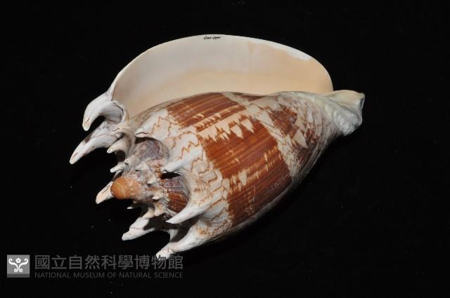 帝王渦螺藏品圖，第12張
