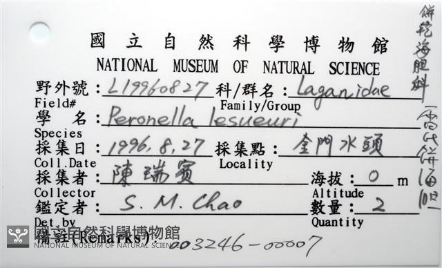 雷氏餅海膽藏品圖，第12張
