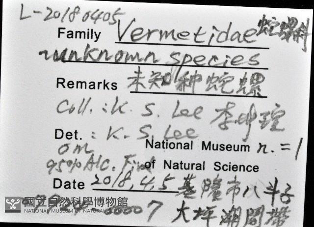 未知種蛇螺藏品圖，第12張