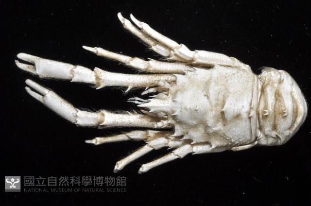臺灣仿刺鎧蝦藏品圖，第12張
