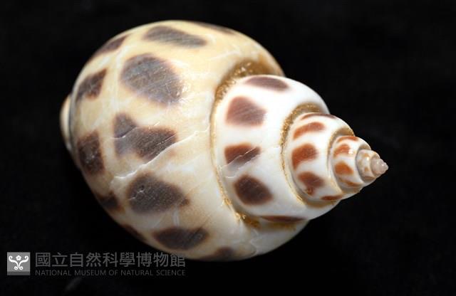 開氏鳳螺藏品圖，第12張